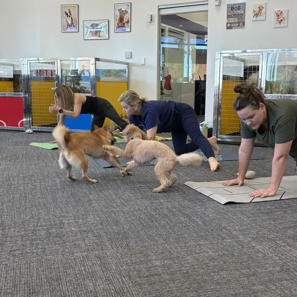 Puppies playing during yoga class